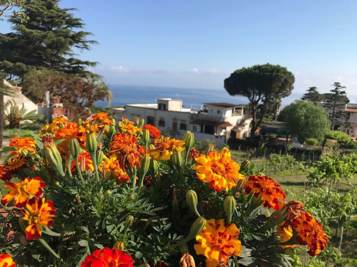 Villa Araucaria Casamicciola Terme Екстериор снимка